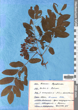 VOR 0004794
