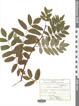VOR 0004797