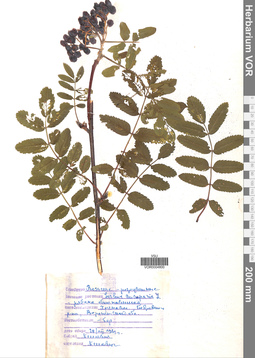 VOR 0004800
