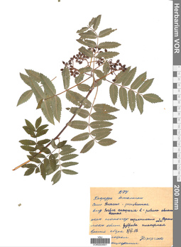 VOR 0004801