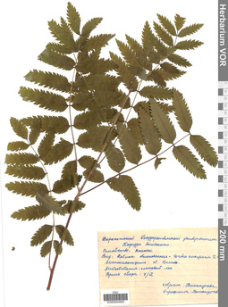 VOR 0004802