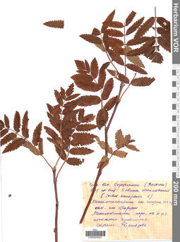 VOR 0004803