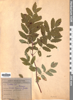 VOR 0004804
