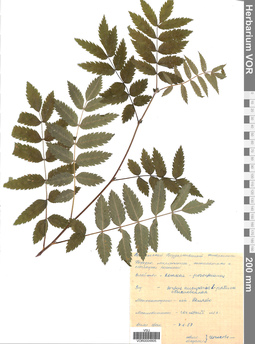 VOR 0004805