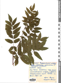 VOR 0004807