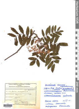 VOR 0004808