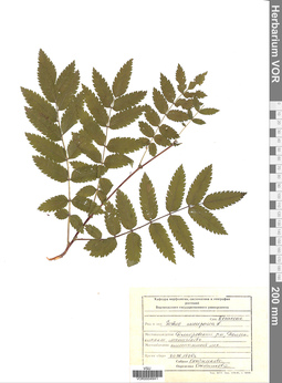 VOR 0004941