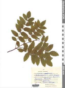 VOR 0004942
