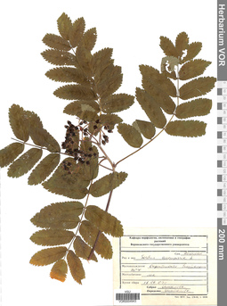 VOR 0004943