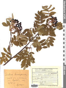 VOR 0004944