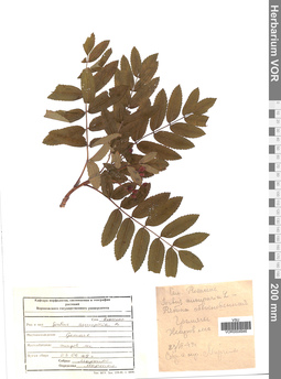 VOR 0004946