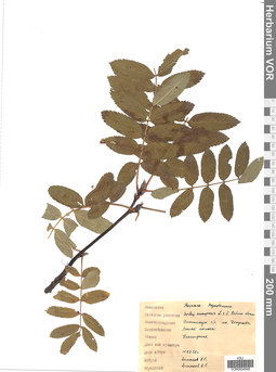 VOR 0004948