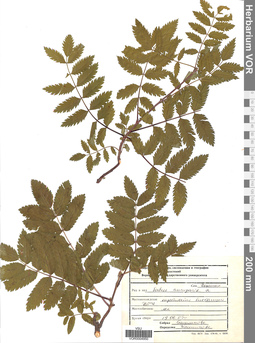 VOR 0004950