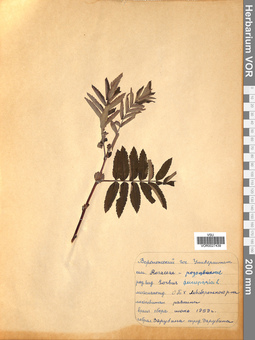VOR 0027439