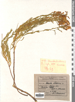 VOR 0009477