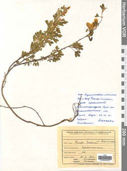 VOR 0009479