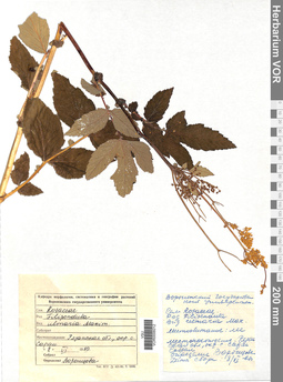 VOR 0006012
