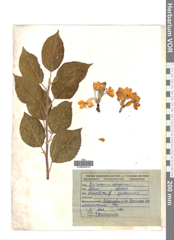 VOR 0004741