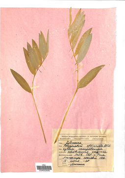 VOR 0026060