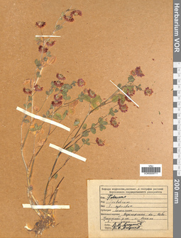 VOR 0009711