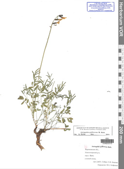 VOR 0010173