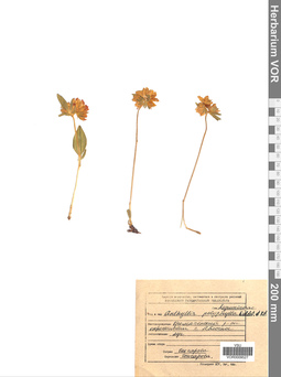 VOR 0009527