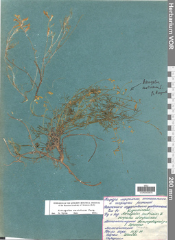 VOR 0009878