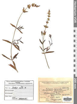 VOR 0018403