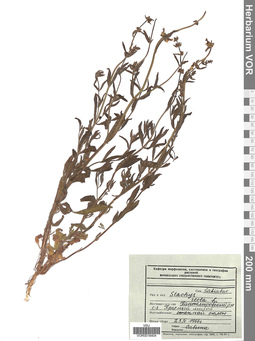 VOR 0018404