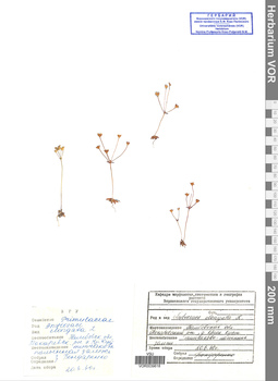 VOR 0039618