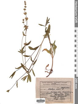 VOR 0018405