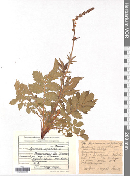 VOR 0005953