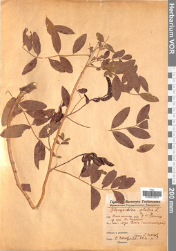 VOR 0010674