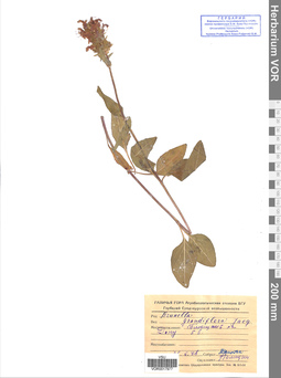 VOR 0017977