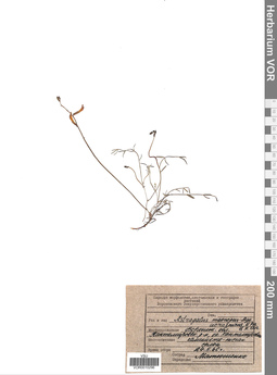 VOR 0010296