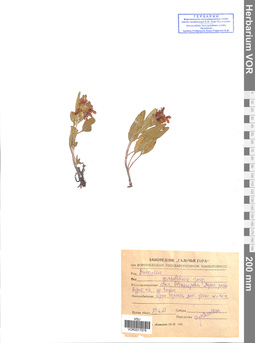 VOR 0017978