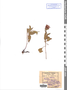 VOR 0017979