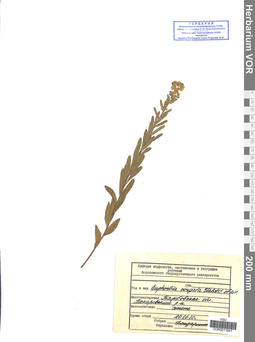 VOR 0011841