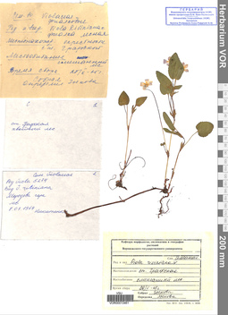 VOR 0013461