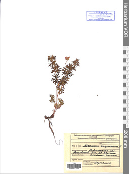 VOR 0011059