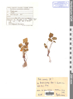 VOR 0012595
