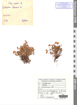 VOR 0012597