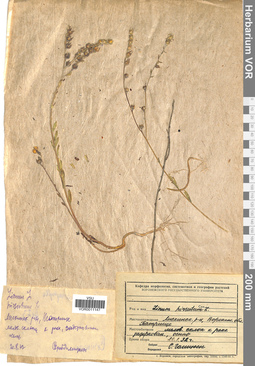 VOR 0011147