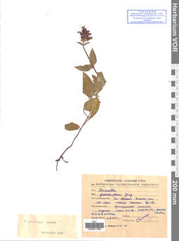 VOR 0017984