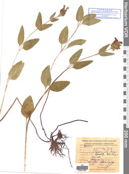 VOR 0017985
