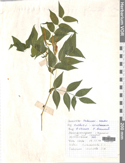 VOR 0011227
