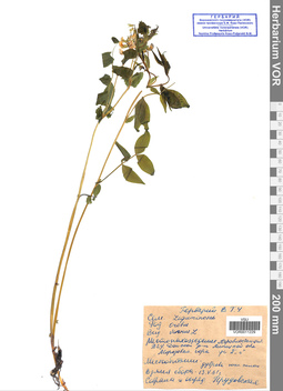 VOR 0011229