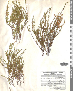 VOR 00014862