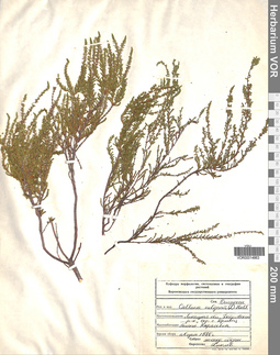 VOR 00014863