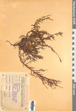 VOR 00014866